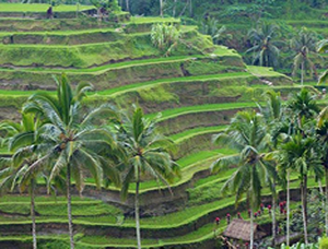 bali